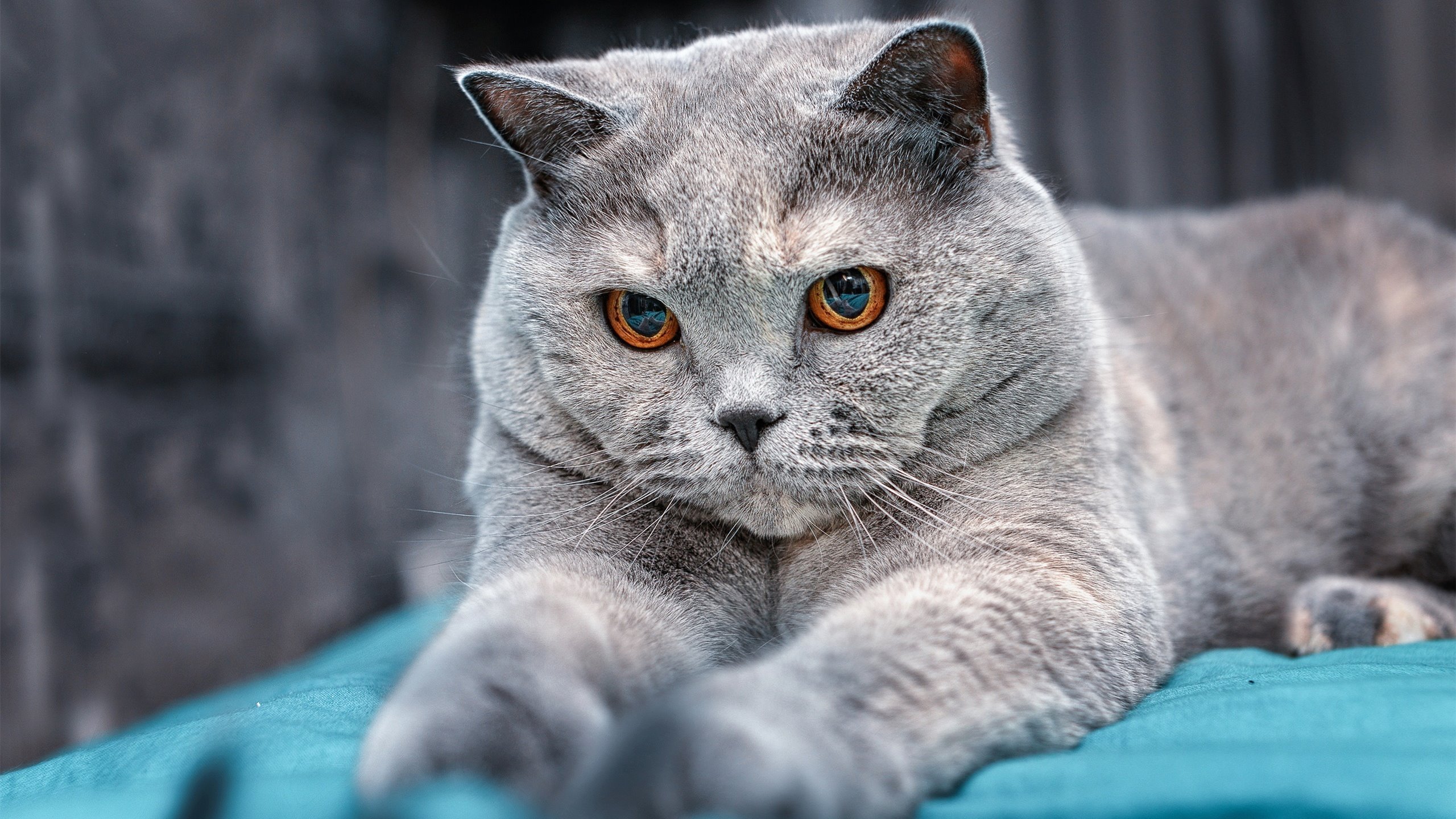 国乒主力调整阵容,巴黎奥运名单初现端倪,巴黎奥运会中国男乒