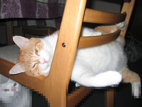 新疆队球迷文化节火热举行,激发地方篮球热情,新疆篮球队赞助