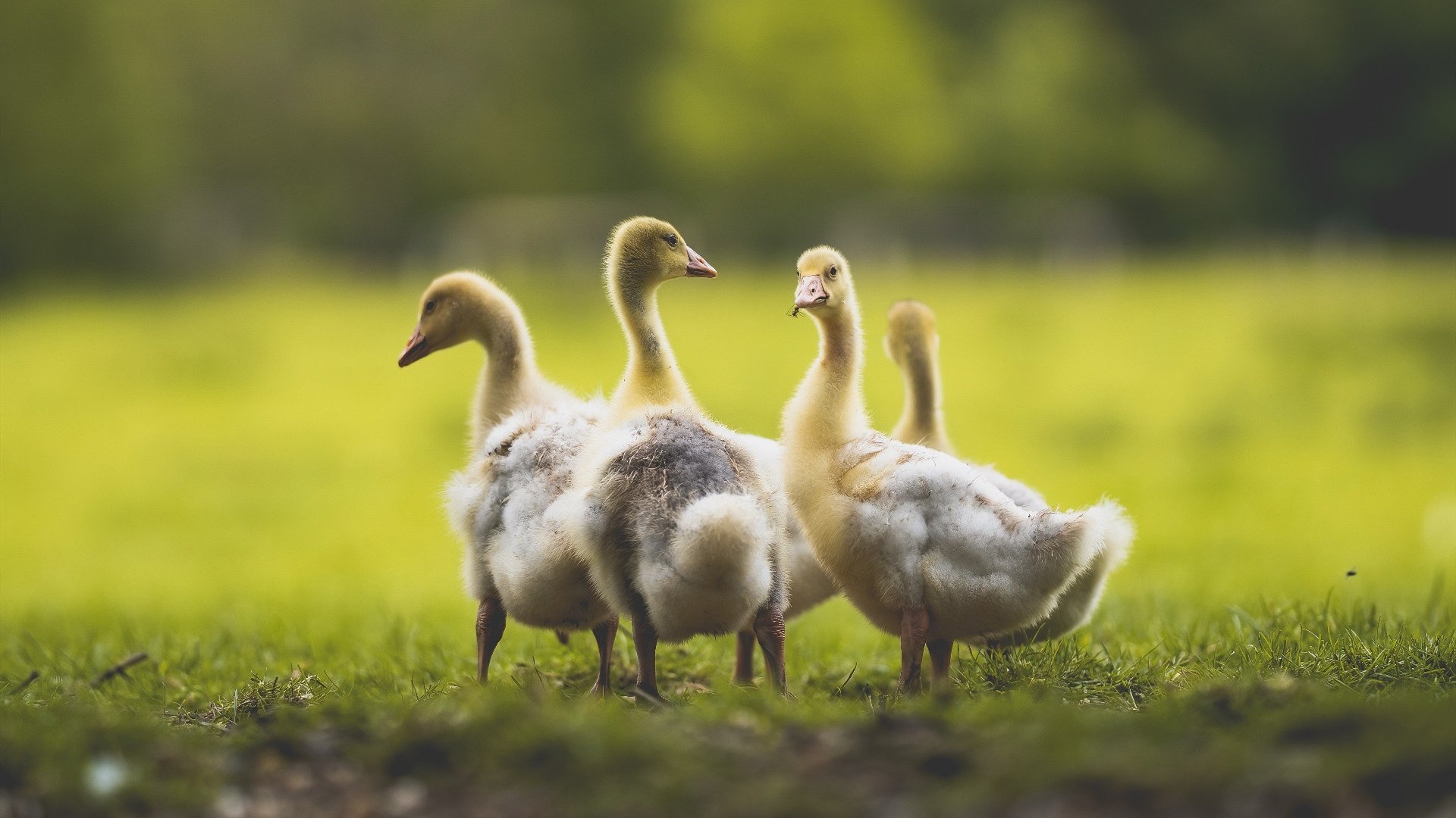 巴西男篮在巴黎奥运会小组赛中取得首胜,巴西男篮落选赛